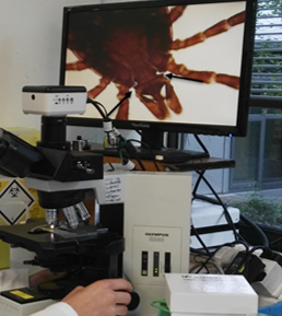 med-image